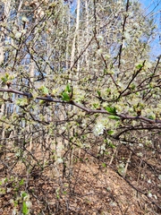 Prunus angustifolia