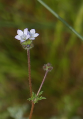 Gilia