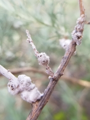 Rhopalomyia floccosa