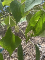 Mallotus mollissimus