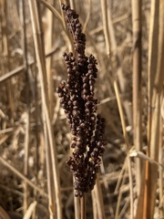 Onoclea sensibilis