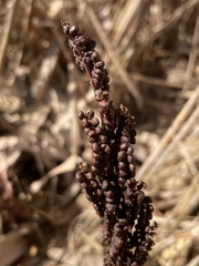 Onoclea sensibilis