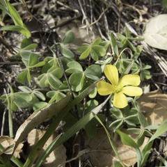 Oxalis pilosa