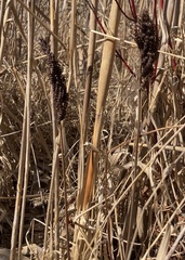 Onoclea sensibilis
