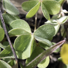 Oxalis pilosa