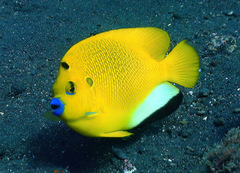 Apolemichthys trimaculatus