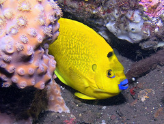 Apolemichthys trimaculatus