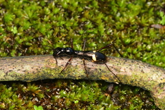 Myrmecilla
