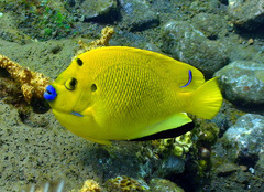 Apolemichthys trimaculatus