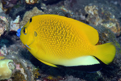 Apolemichthys trimaculatus