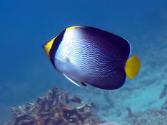 Chaetodontoplus mesoleucus