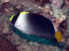 Chaetodontoplus mesoleucus