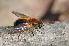 Cheilosia grossa