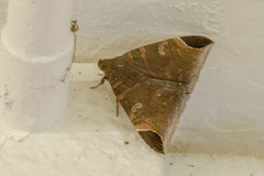 Pindara illibata