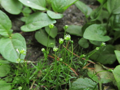 Sagina saginoides