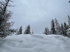 Pseudotsuga menziesii