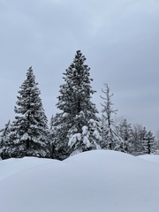 Pseudotsuga menziesii