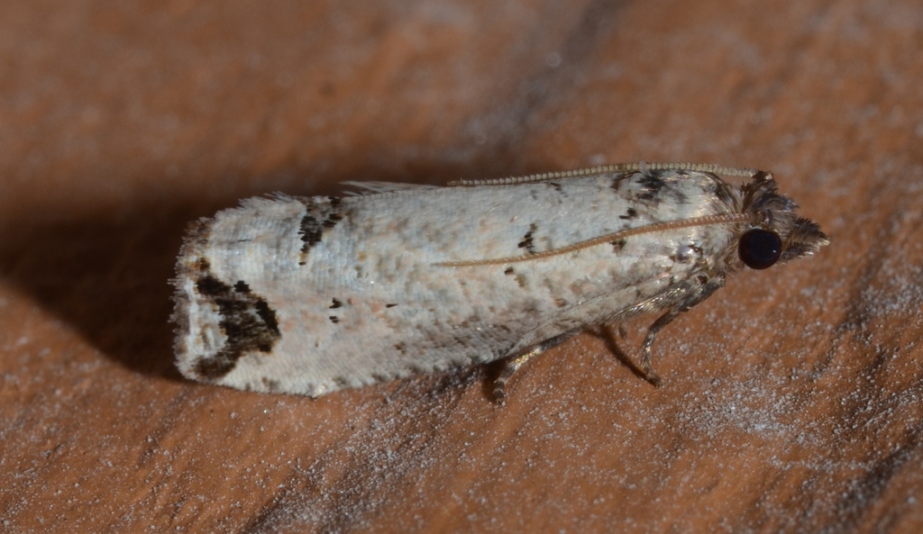 Notocelia culminana