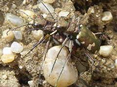 Cicindela sylvicola