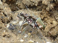 Cicindela sylvicola