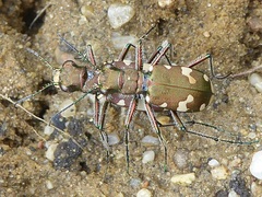Cicindela sylvicola