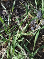 Digitaria sanguinalis