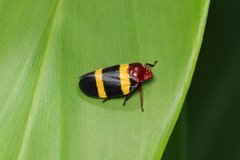 Sphenorhina rubra