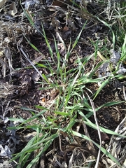 Digitaria sanguinalis