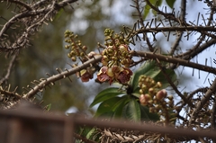 Couroupita guianensis