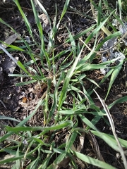 Digitaria sanguinalis