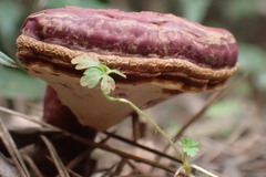 Ganoderma lucidum