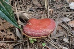 Ganoderma lucidum