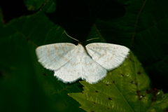 Scopula junctaria