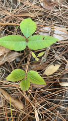 Toxicodendron pubescens