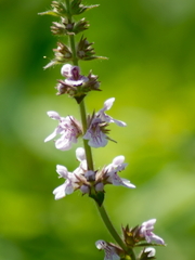Stachys tenuifolia