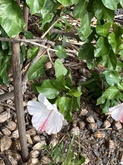 Hibiscus arnottianus