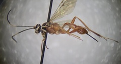 Ischnus inquisitorius