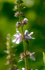 Stachys tenuifolia