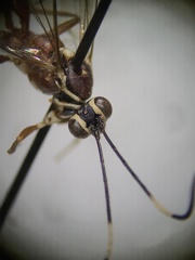 Ischnus inquisitorius