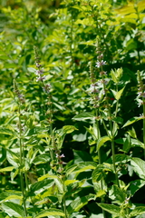 Stachys tenuifolia