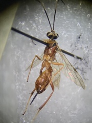 Ischnus inquisitorius
