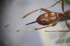 Ischnus inquisitorius