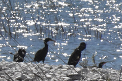 Phalacrocorax
