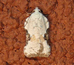 Acleris subnivana