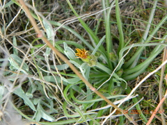 Pseudopodospermum molle