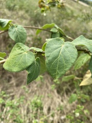 Ibatia