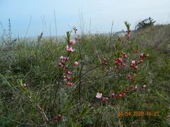 Prunus tenella