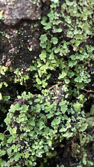 Cladonia humilis