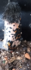 Xanthopastis timais