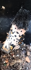Xanthopastis timais